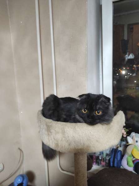Шотландский вислоухий кот в Краснодаре