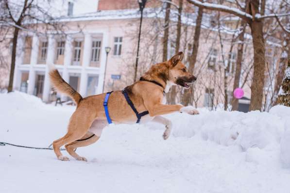 Дружелюбный пес-компаньон Тенгри ищет дом! в Москве фото 9