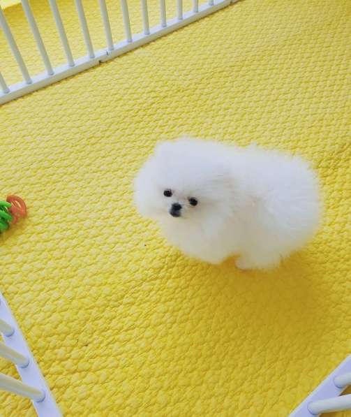 Померанского шпица в Москве фото 3