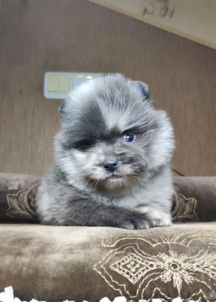 Померанский голубой мерле мальчик в фото 6