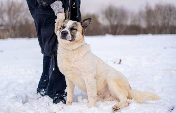 Миниатюрная собака из приюта в добрые руки в Москве