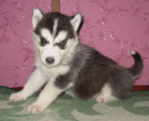 Щенки хаски Хороший выбор в Москве фото 8