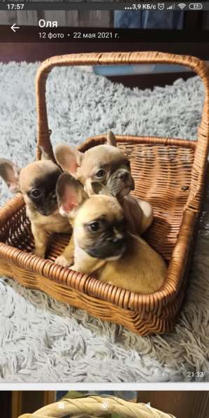 Голубые щенки французского бульдога в Калининграде фото 6