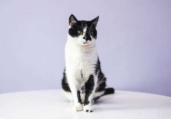 Очаровательный кот Оскар в добрые руки в Москве фото 5