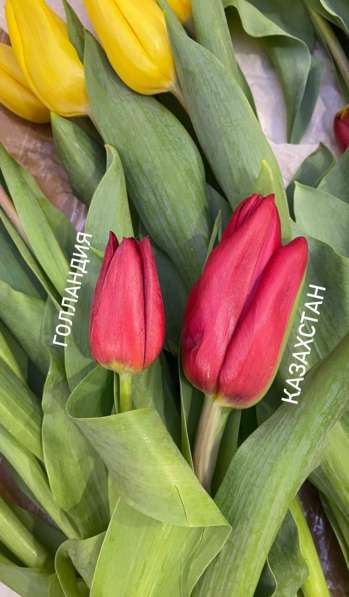 Тепличные тюльпаны оптом в фото 6