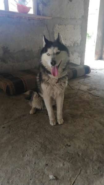 Хаски с разноцветными глазами ищет дом в Санкт-Петербурге фото 19