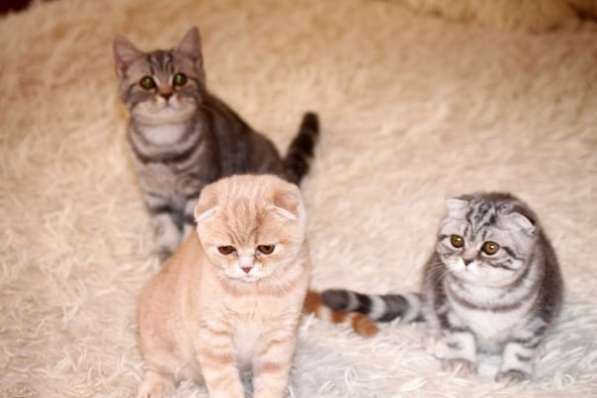 Британские котята элитных кровей в Санкт-Петербурге фото 4