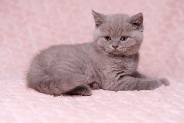 Британская лиловая кошечка в Москве фото 6