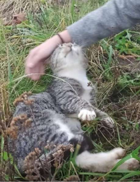 Самый добрый котофей на свете в Санкт-Петербурге фото 15
