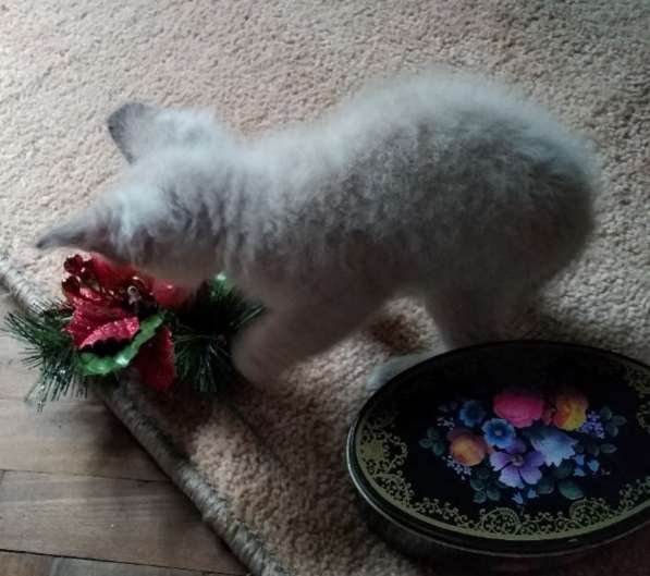 Элитный кудрявый котенок Герман-Рекс мальчик в Санкт-Петербурге фото 23