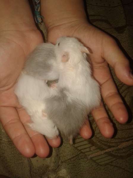 Продаются хомяки в фото 9