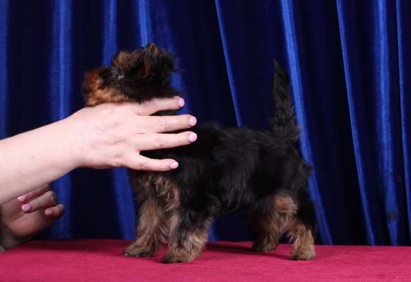 Йоркширский терьер. Мелкий стандарт, беби фейс в Москве фото 10