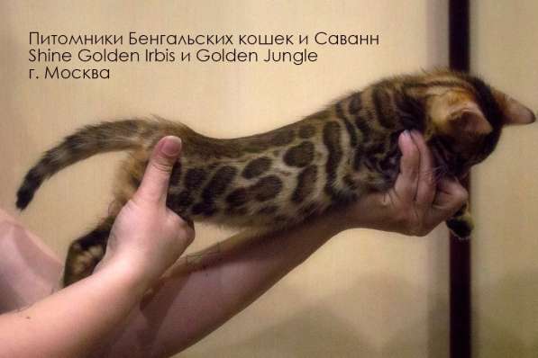 Бенгальские котята шоу класса в Москве фото 7