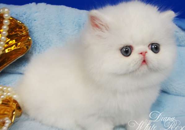 Персидский котенок белого окраса с медными глазами в Москве фото 4