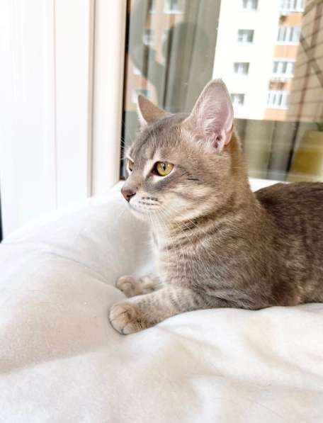 Сноу - молодой котик ищет дом, в добрые руки в Москве фото 3