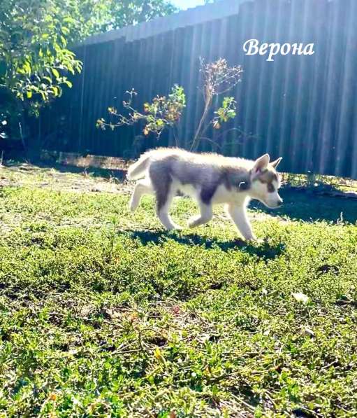 Щенки сибирский хаски в Ростове-на-Дону фото 21