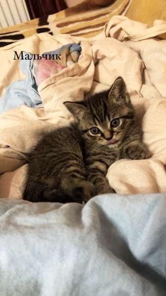 Милые шотландцы ищут своих хозяев ! в Санкт-Петербурге фото 15