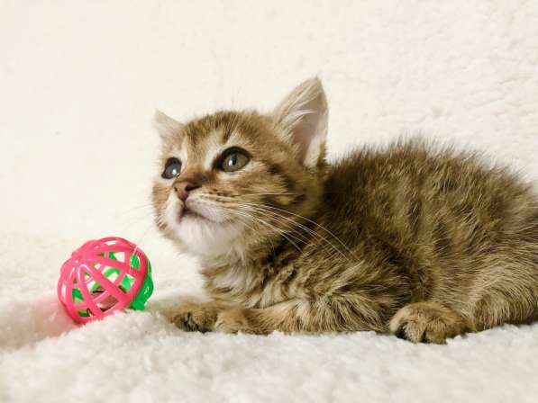 Полосатое очарование котенок Тина в добрые руки в Москве фото 5