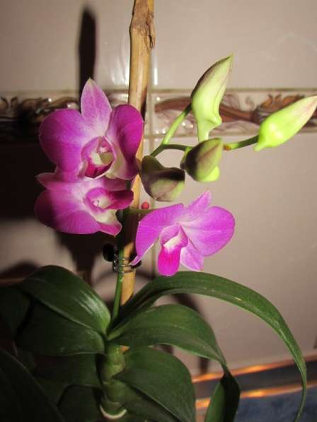 Продам орхидеи цветущие и не цветущие в фото 10