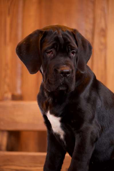 Cane Corso puppies в Астрахани фото 8