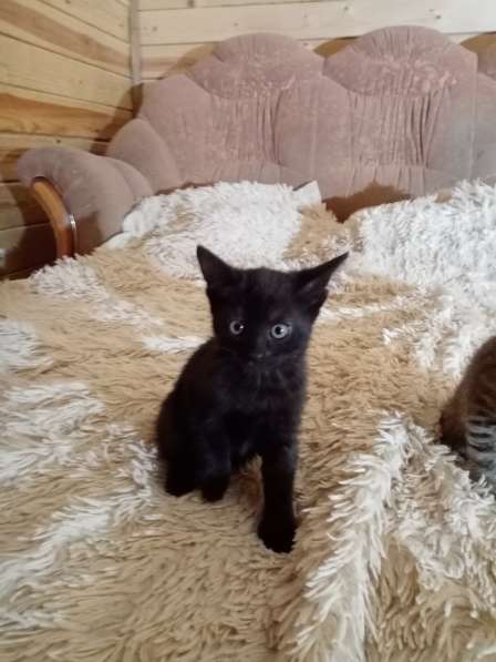 Котята в дар в Липецке фото 9