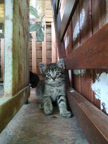 Отдам в добрые любящие руки котят в Москве
