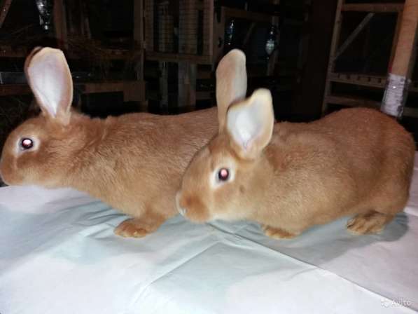 Бургундские кролики в Великих Луках фото 7