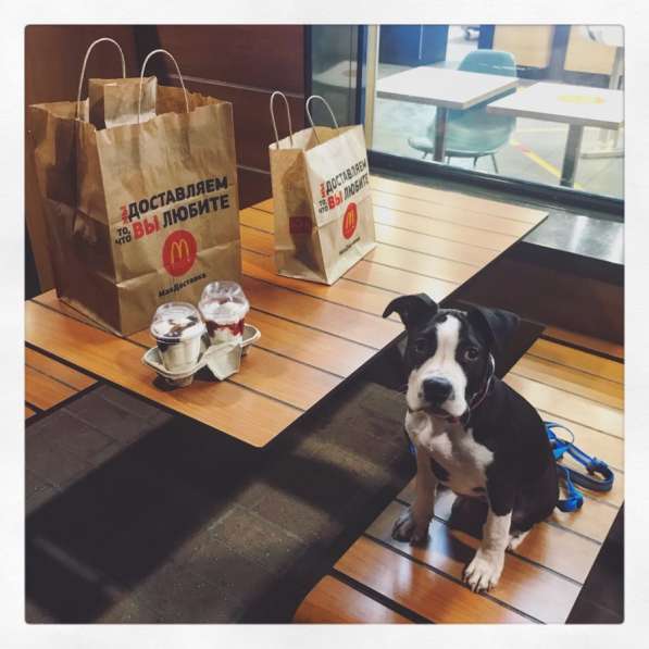 Щенок стаффа в Москве фото 6