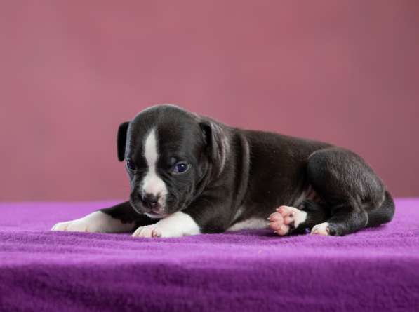 Девочка АмСтафф ищет самую лучшую семью в Санкт-Петербурге фото 7