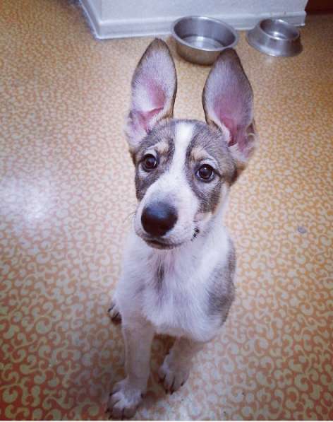 Забавный щенок в добрые руки в Москве фото 5