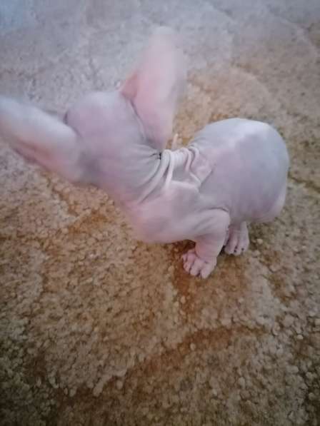 Канадский сфинкс в Краснодаре фото 13