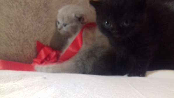 Котята в Челябинске фото 15