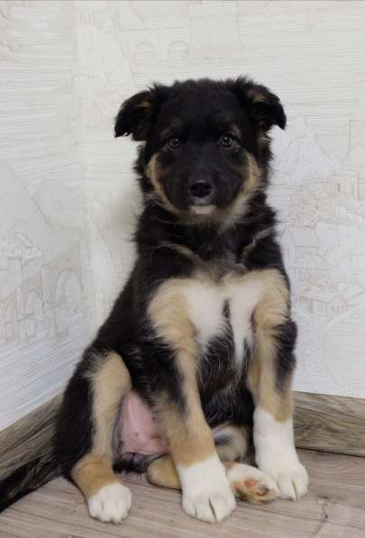 Малышка Габи ждёт свою семью! в Домодедове фото 5