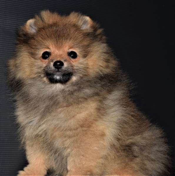 Лапочка в Одинцово фото 12