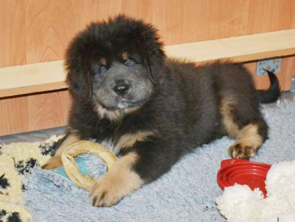 Тибетский мастиф - лучший страж на территории в Москве фото 66