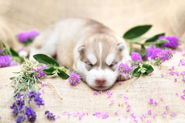 Pure breed Siberian husky puppies в фото 7