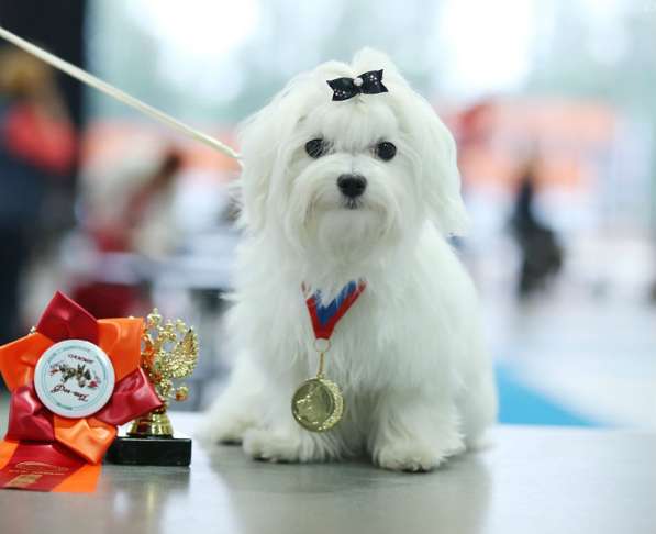 Мальтезе (мальтийской болонки) щенки от чемпионов в Москве фото 10