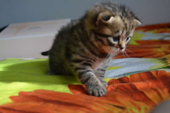 Шотландская вислоухая кошечка в фото 8