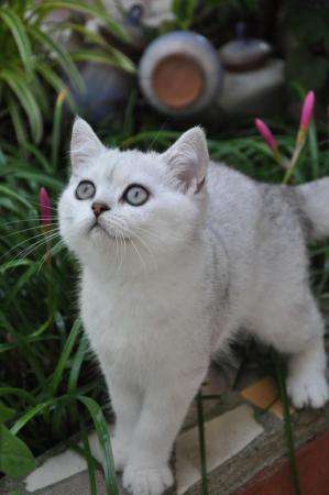 Британский котенок редкого окраса в Краснодаре фото 3