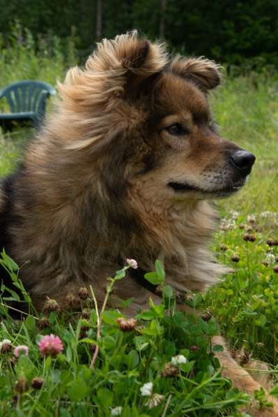 Борзик ищет дом в Москве фото 4