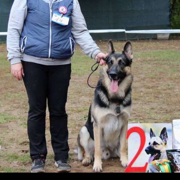 Клубные щенки ВЕО в Москве фото 6