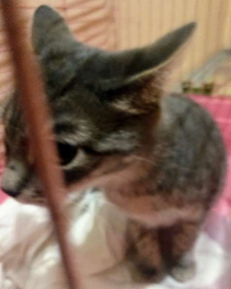 Сос! Кошечку выкинули на улицу в Москве фото 25