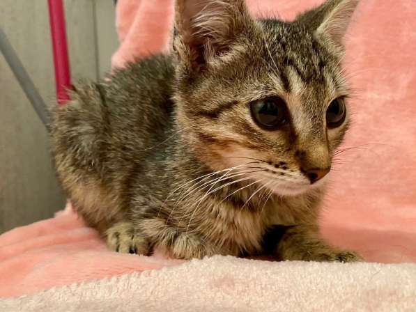 Котенок Мики - лучистое счастье в дар в Москве фото 8