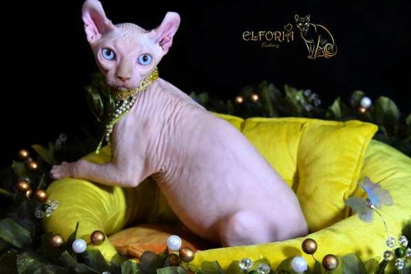 Котята Sphynx, Elf в фото 10