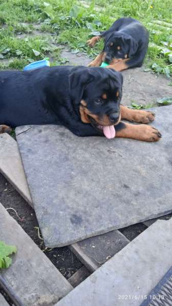 Предлагаю замечательных щенков от титулованных родителей в Москве фото 4