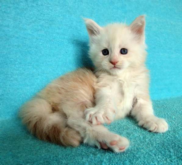 Апельсинки к Новому Году в Рязани фото 82