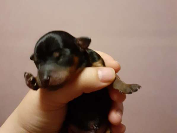 Той терьер мини щенки в Москве фото 3