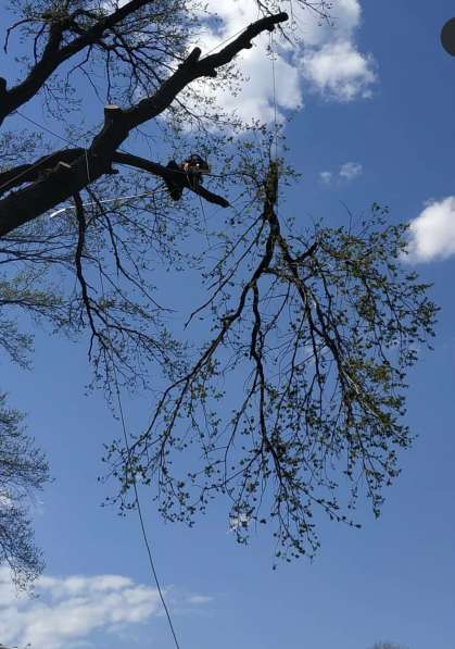 Спил деревьев любой сложности в Пензе фото 10