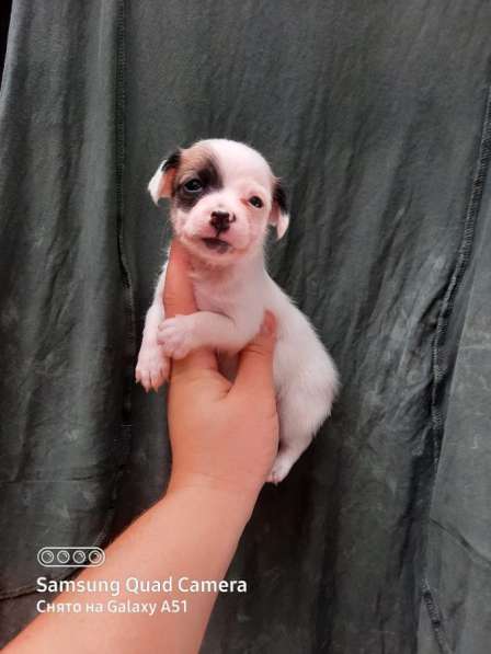 Чихуахуа малыши