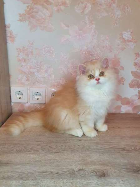 Kitten is looking for a new family в 